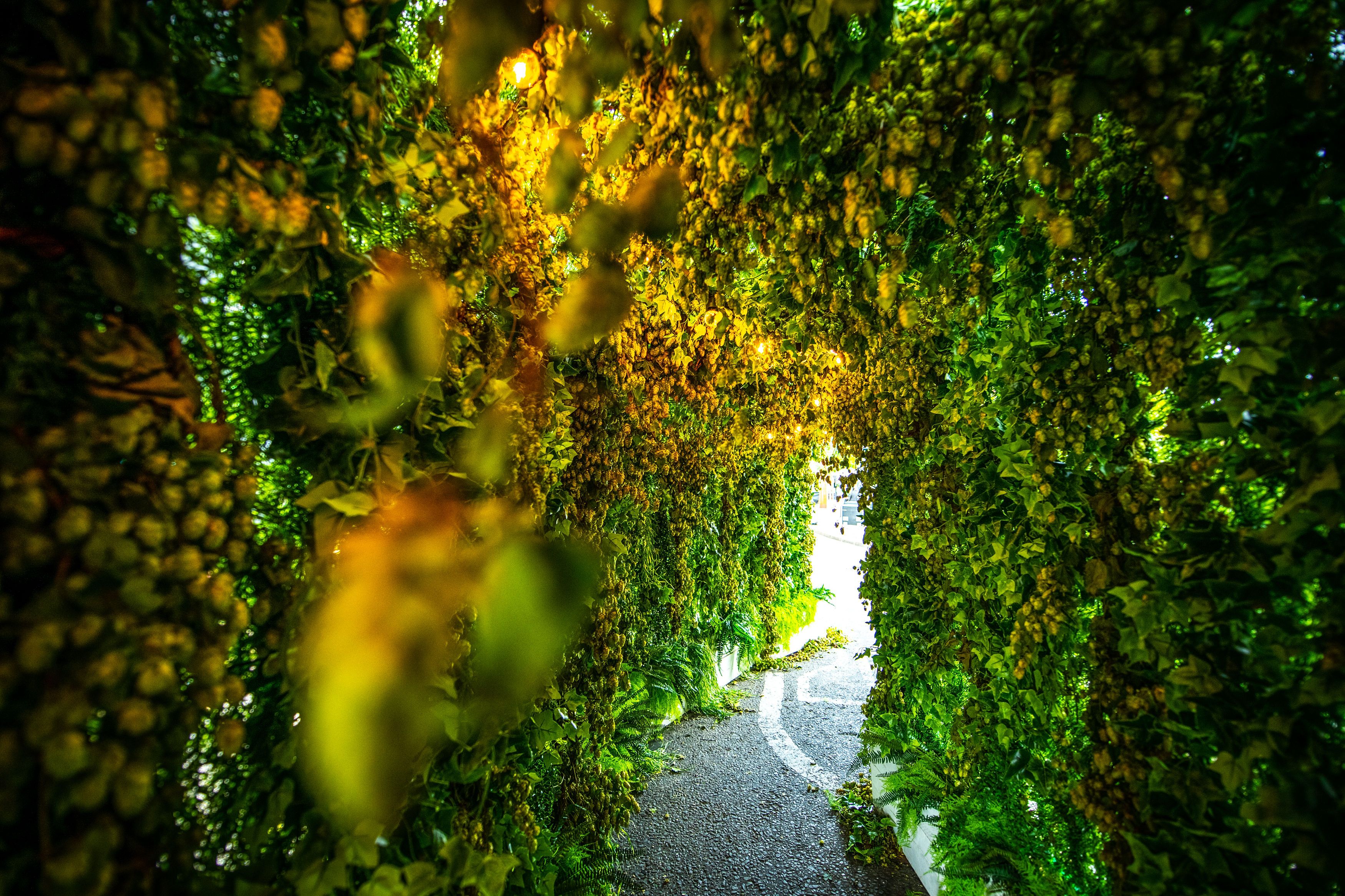 Foliage Dressing